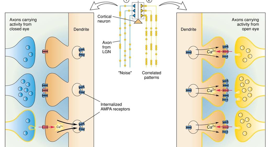 Cortical Synaptic Plasticity 3 Synaptic plasticity appears to follow two simple rules dependent on the level of coactivation of pre-and post-synaptic neurons: 1) neurons that fire together wire