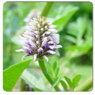History & Benefits Glycyrrhiza uralensis oil Recommended for sensitive