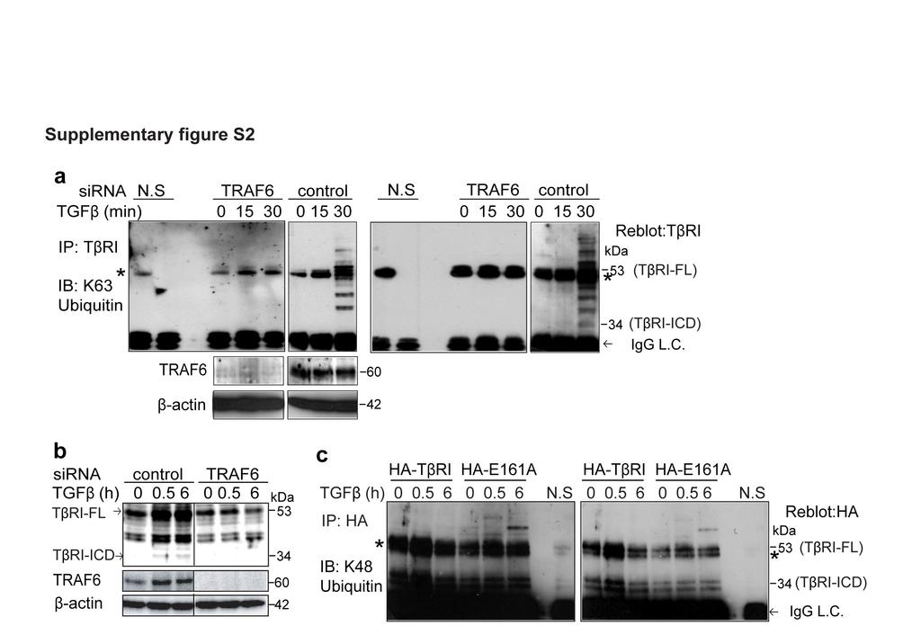 Supplementary Figure S2. TRAF6 promotes TGFβ-induced Lys63-linked polyubiquitination of TβRI and its cleavage.