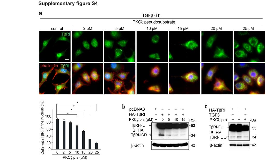 Supplementary Figure S4. PKCζ promotes nuclear accumulation of TβRI.