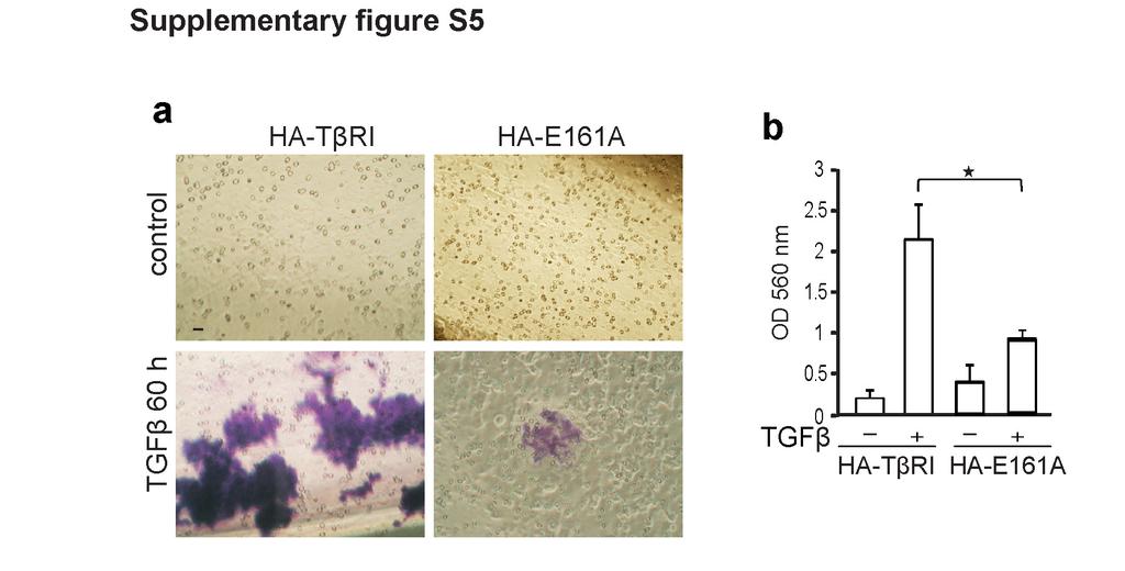 Supplementary Figure S5. TβRI promotes invasion of human prostate cancer cells. (a) Invasion assay for LNCaP cells, transiently transfected with wt or E161A mutant TβRI, treated as indicated.