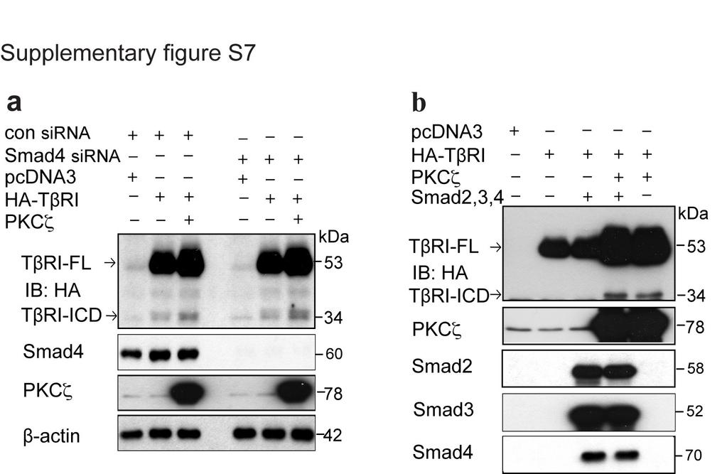 Supplementary Figure S7. Low or high levels of Smads do not influence PKCζdependent generation of TβRI-ICD.