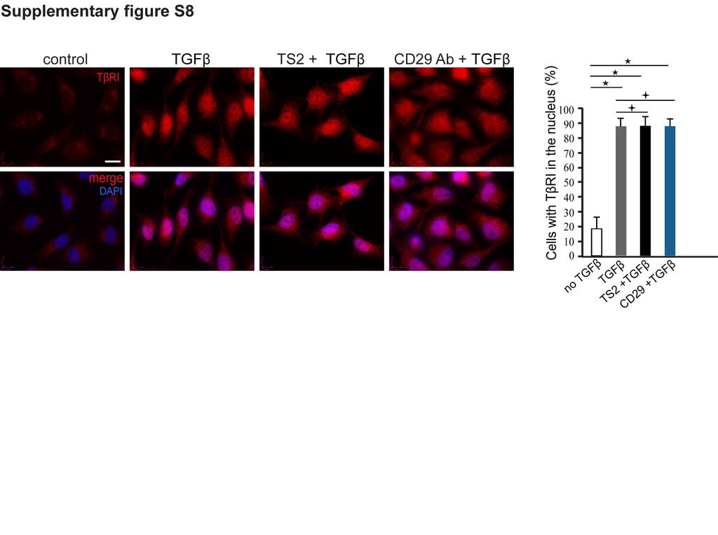 Supplementary Figure S8. TGFβ-induced nuclear accumulation of TβRI ICD is not dependent on integrin signalling.