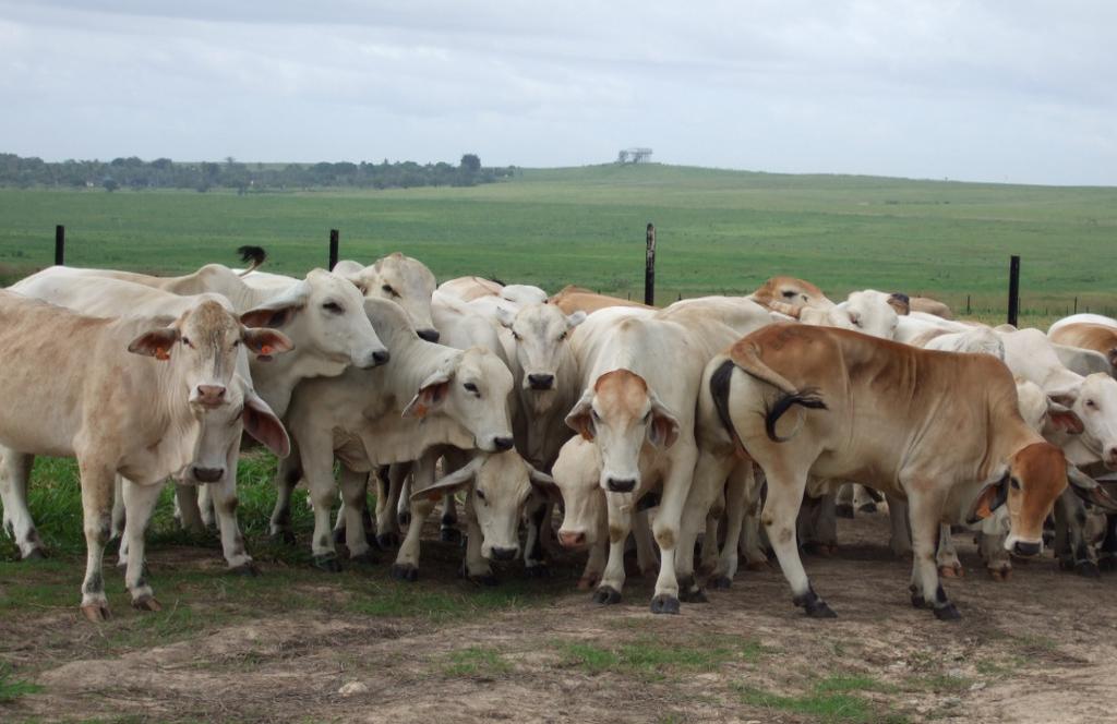 used at high levels in ruminants -