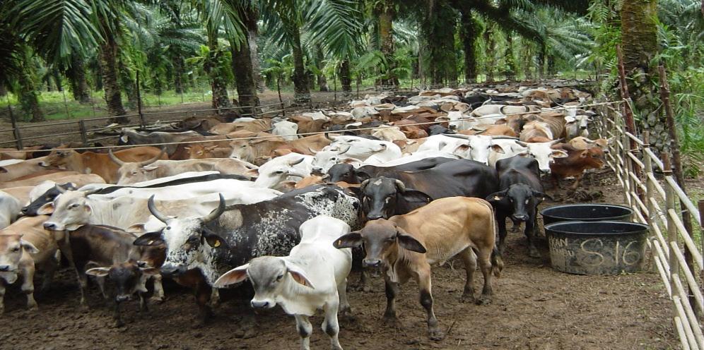 PKC Inclusions in livestock