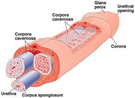 Two chambers called the corpora cavernosa run the length of the organ. The corpora cavernosa are surrounded by the tunica albuginea.