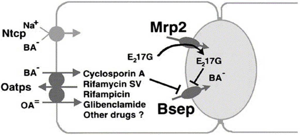 Estradiol glucuronide trans-inhibits BSEP Bsep inhibition by estradiol glucuronide requires co-expression of Bsep and Mrp2 Detectable in hepatocytes and