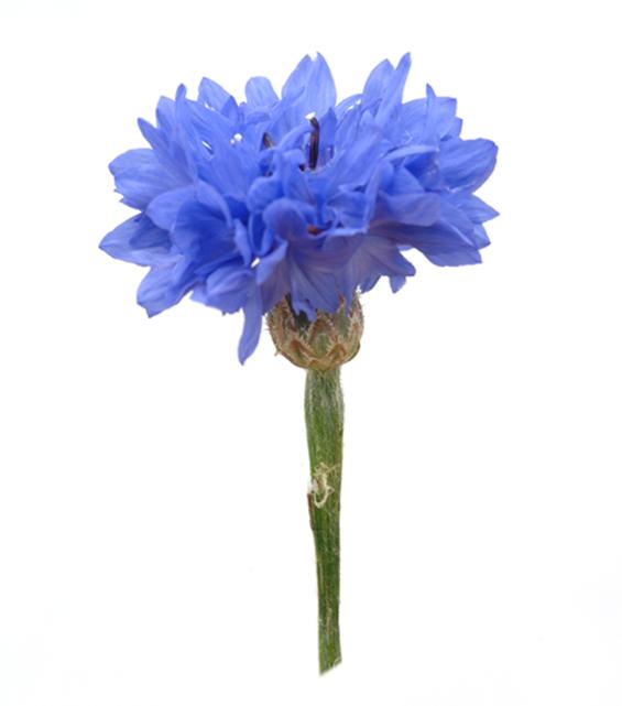 CORNFLOWER What it is good for: nervine, tonic and digestive aid Other good stuff: flavonoids DANDELION What it is