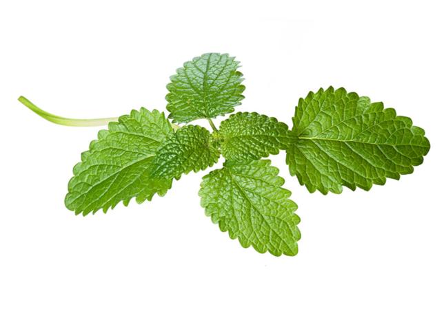 LEMON BALM What it is good for: anti-bacterial, antiviral, eases bloating and gas, and reduces stress, antidiarrhea.