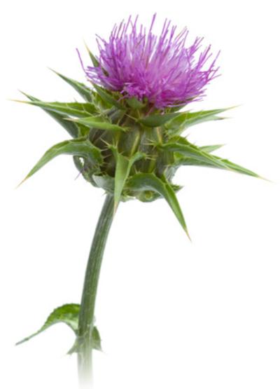 MILK THISTLE What it is good for: helps remove ammonia from blood and is effective liver and kidney detox, powerful mucilaginous remedy MINT What it is good for: firms loose stools,