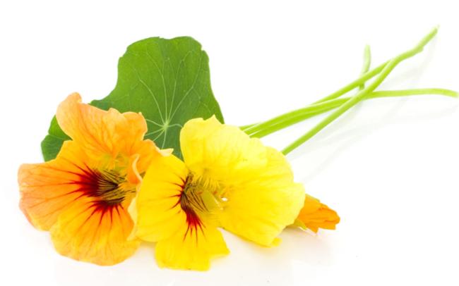 iron, vitamins A and C NASTURTIUM What it is good for: strong antiseptic Vitamins and minerals: tons of vitamin C Other good stuff: phenols NETTLES What it is good for: general daily