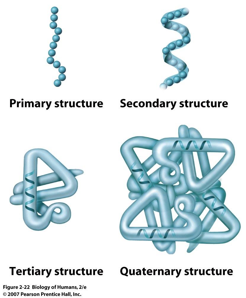 4 levels of protein structure 1. Primary structure: linear sequence of amino acids in polypeptide 2.
