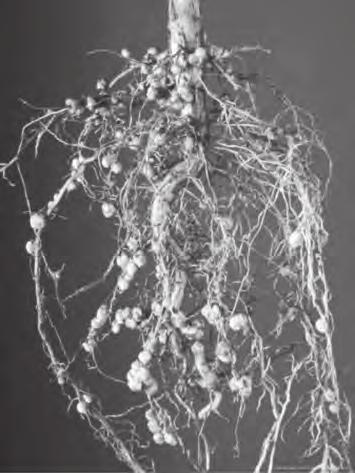 3 2. The photograph below shows root nodules on a plant. (a) Name the group of plants which have large numbers of root nodules on their roots. [1].