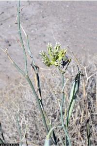 Rush Milkweed (Asclepias subulata) As you report on phenophase status (Y, N or?