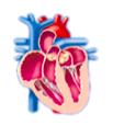 Cardio-Metabolic