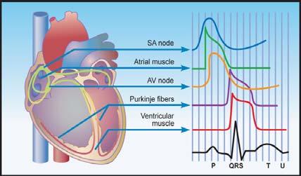 Action Potential Localized Differences in Conduction Conduction velocity within cardiac tissue varies from slowest to fastest as follows: 0.2 meters/second in the AV node 0.