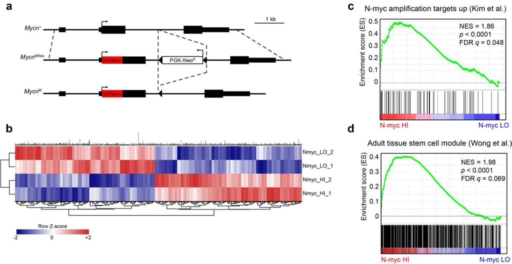 Supplementary Figure 5 Unique gene-expression signatures in N-myc hi HSCs versus N-myc lo HSCs. (a) Schematic representing targeting strategy for Mycn M allele.