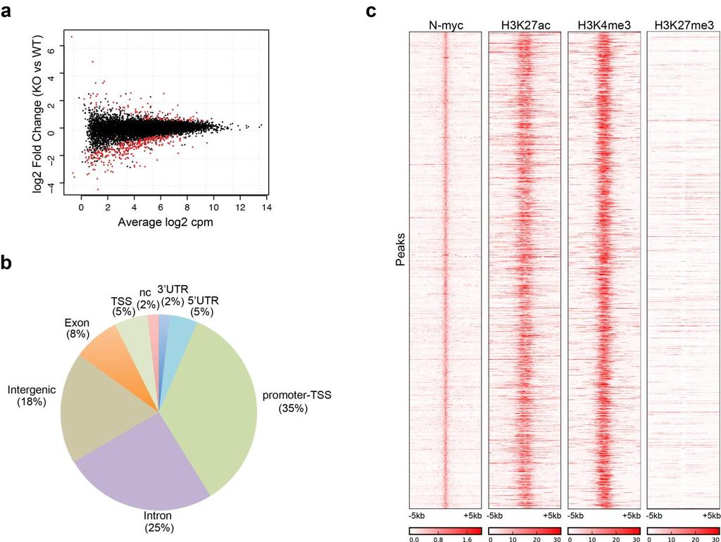 Supplementary Figure 6 Identification of genome-wide transcriptional targets of N-myc in HSCs. (a) Smear plot illustrating global gene expression changes in Huwe1-deficient HSCs.