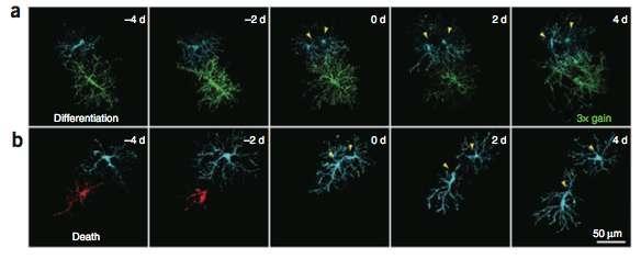 Oligodendrocyte progenitors balance growth with