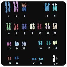 karyotype- display showing the diploid (2n) set of chromosomes grouped together