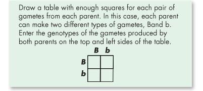 Punnett square- used to predict the outcome of a genetic cross by drawing a simple box table