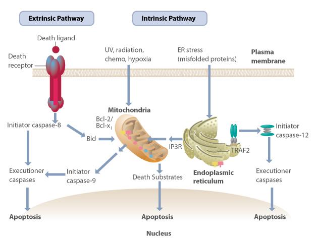Figure 1: Apoptosis can be initiated by two pathways.