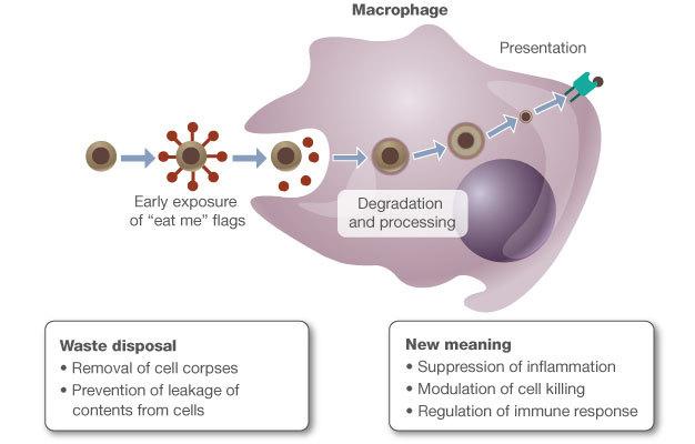 Figure 3: Phagocytic clearance of apoptotic cells. Apoptotic cells express proteins that serve as "eat me" flags that promote their phagocytosis by macrophages.