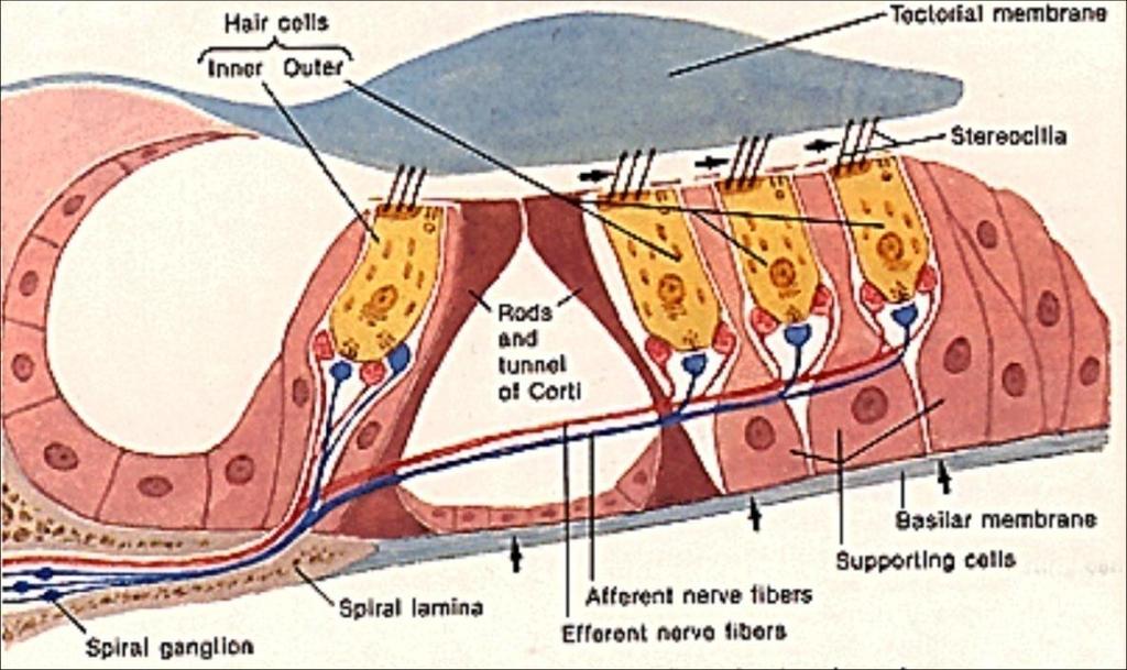 The organ of Corti, which is situated on top of the basilar membrane, contains hair (auditory receptor) cells. Inner hair cells - single row; provide fine auditory discrimination.