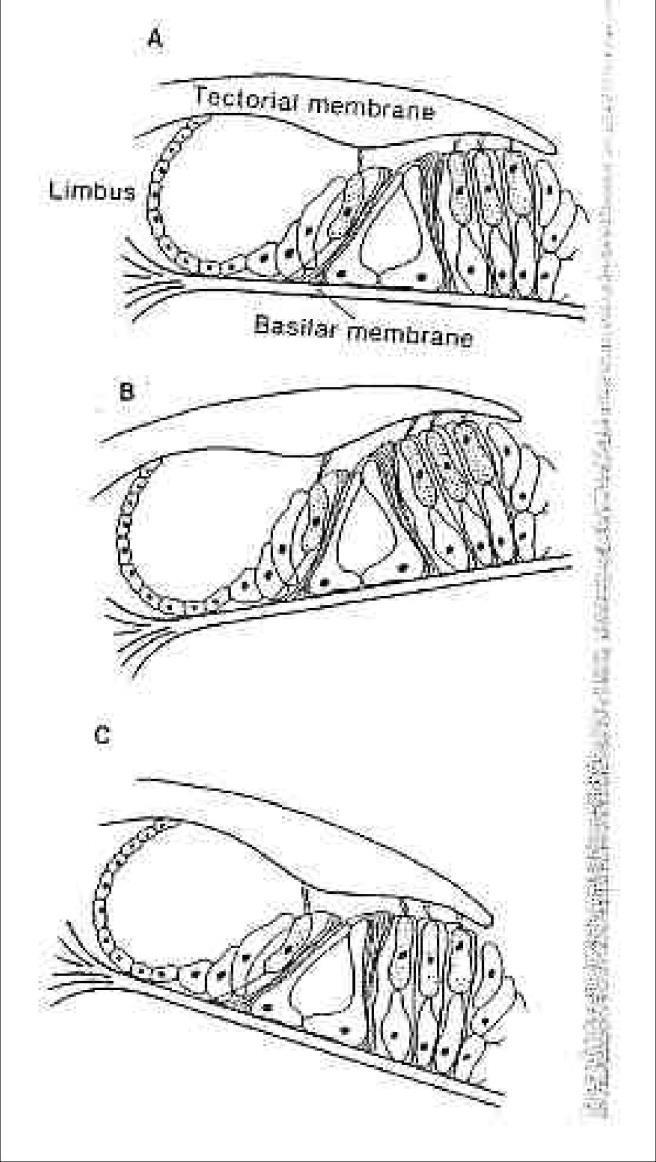 Auditory transduction The up-and-down motion of the basilar membrane causes the organ of Corti to vibrate up-and-down, which, in turn causes the stereocilia to bend back-and-forth.
