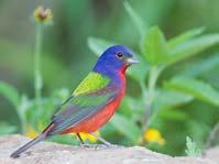 1 PAINTED BUNTING MANUSCRIPT REVIEW HISTORY REVISION NOTES FROM AUTHORS (ROUND 2) We would like to submit a revision of our manuscript.