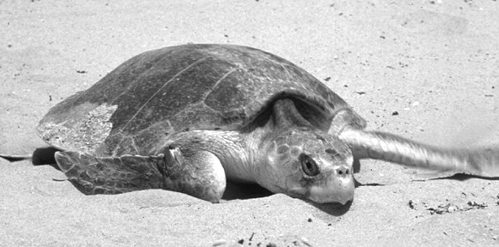 Answer ALL the questions. Write your answers in the spaces provided. 1. The photograph shows a sea turtle on a sandy beach. Some sea turtles are regarded as endangered species.