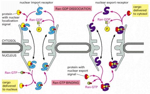 Ran-GTP Cycle catalyzes binding of