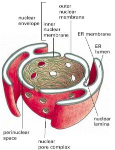 Alberts nuclear membrane continiguous with the ER???? Although the inner and outer nuclear membranes are continuous, they maintain distinct protein compositions.