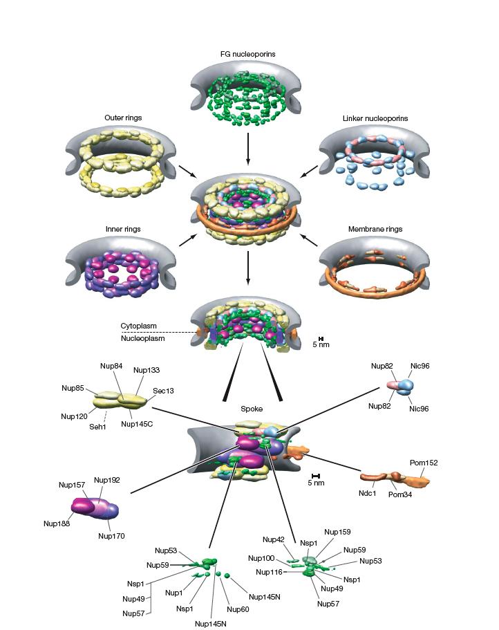 Nuclear Pore Structure
