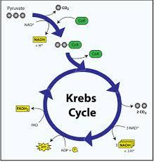 Kreb s Cycle * The pyruvate molecules are small enough to enter the mitochondria by active transport * Before the Kreb s cycle can begin,
