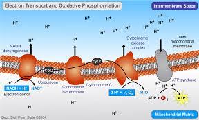 Oxidative Phosphorylation * Uses NADH and FADH 2 formed during the Kreb s Cycle as electron donors