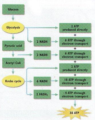 goes into the Krebs Cycle * CO2 produced by glycolysis & Krebs cycle