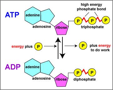 ATP * The PO 4 (phosphate) bonds are high- energy bonds that require