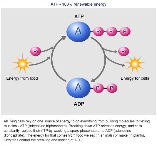 refers to the chemical reactions that make ATP by adding P i