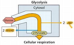 Glycolysis * Needed to break down glucose and other organic molecules into smaller monomers * Occurs in the cytoplasm outside the mitochondria * Glycolysis means splitting of sugar Steps * 1.