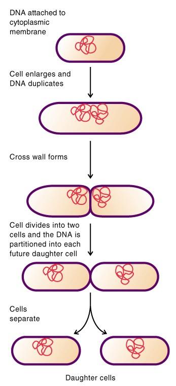 Binary fission 1. Prokaryote cells grow by increasing in cell number (as opposed to increasing in size). 2.