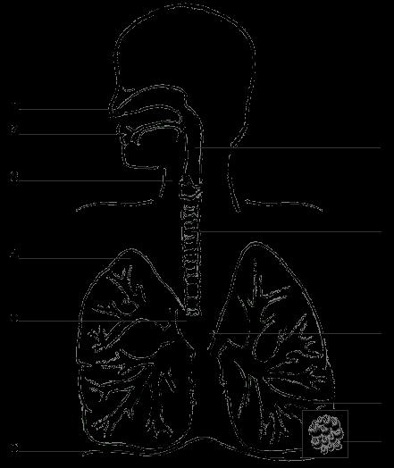 Respiratory System Matching: Capital letters, please. A 1. The windpipe that carries air to the bronchi A. Trachea H 2. The air sacs B. Respiration B 3. Process of exchanging O 2 and CO 2 C. Nose F 4.
