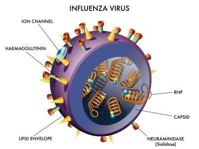 Enveloped viruses contain an external membrane surrounding the nucleocapsid).
