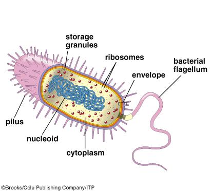 cells Prokaryotic cells Eukaryotic cells Plant cells Animal cells Prokaryotic and