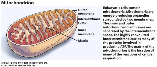 Mitochondria are organelles