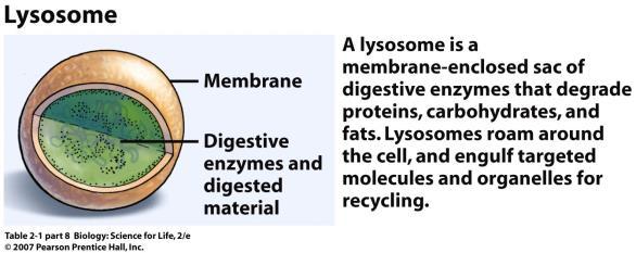 Lysosomes are small membrane sacs that