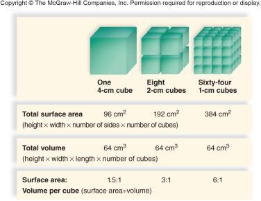 How to Get Bigger Limit to how big a cell can be Depends on Surface Area to Volume Ratio How to get bigger?