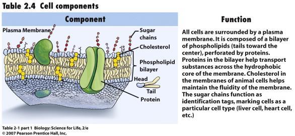 Prokaryotic and Eukaryotic Cells Cell Structure Eukaryotic cells include cells of Plants Protozoa and Algae Fungi Animals Eukaryotic cells have A plasma membrane Ribosomes DNA