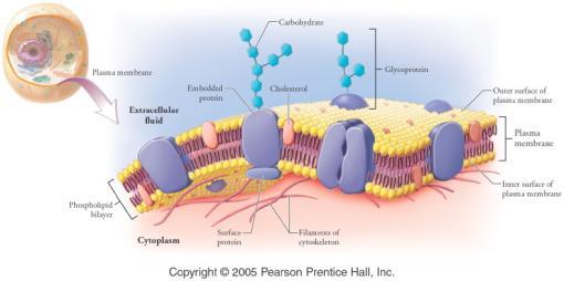 to control what enters and leaves the cell Cell Structure All membranes in a cell have similar structural components: phospholipids and proteins The phospholipids arrange