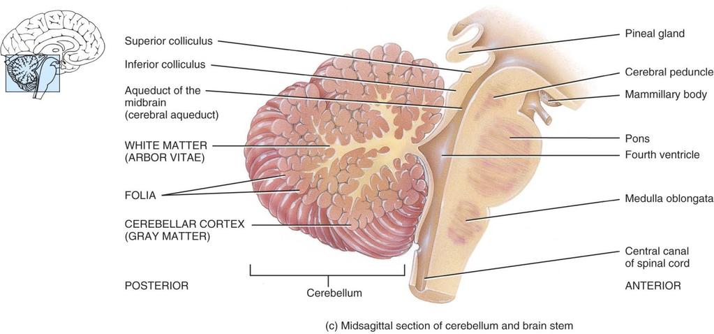 Cerebellum Content Cerebellar cortex (folia) & central
